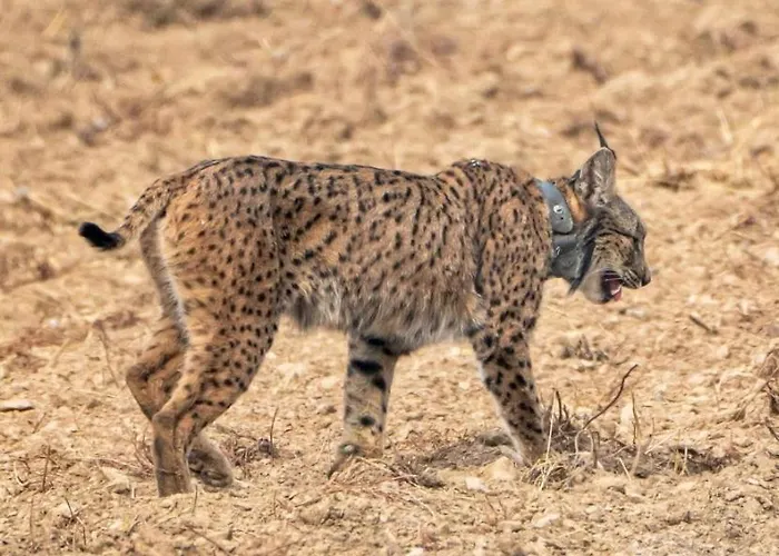 Летний дом Casa Rural Tita Sacramento